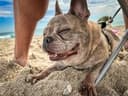 Winstonian